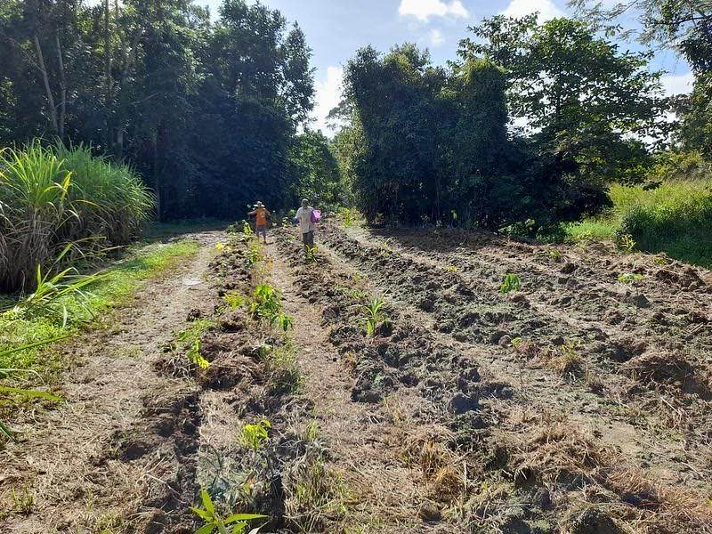 Newly planted saplings in rows across a cleared reforestation site, with two workers walking between them towards standing rainforest